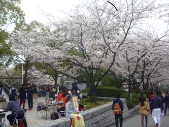 130404kandai sakura01.jpg